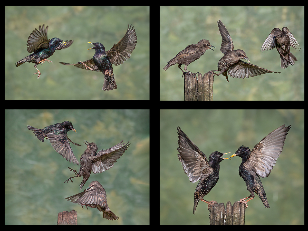 Starling Antics